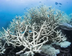 Article image: The Great Barrier Reef Bleaching Cover-up in Australia
